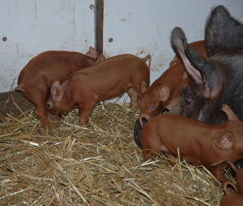 Sow with litter